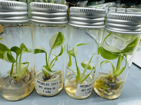 Monstera Albo Tissue Culture Plant